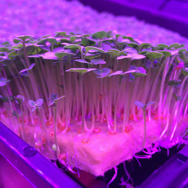 GRODAN CRESS PLATE 495 x 240 x 10 mm per Coltivazione Germogli e Microgreens