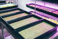 GRODAN CRESS PLATE 495 x 240 x 10 mm per Coltivazione Germogli e Microgreens