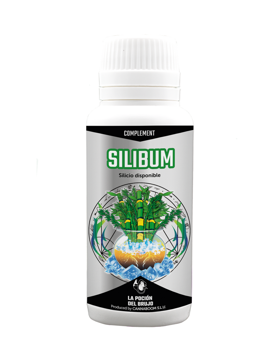 Silibum